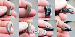 Amazing Dinosaur T. Rex Collection Tooth Fossil Teeth Fossils Christmas Gift