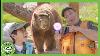 Andy And Asher S Animal Scavenger Hunt T Rex Ranch Dinosaur Videos