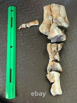 Articulated Tyrannosaur Foot Toe Bones with Claw Dinosaur Fossil T Rex Cousin RARE