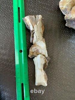 Articulated Tyrannosaur Foot Toe Bones with Claw Dinosaur Fossil T Rex Cousin RARE