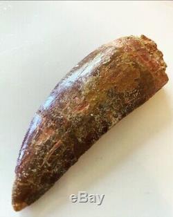 Authentic Dinosaur Tooth African T-rex Rare Fossil Collectibles