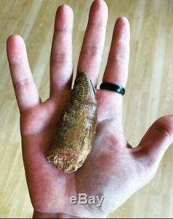 Authentic Dinosaur Tooth African T-rex Rare Fossil Collectibles