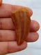 Awesome Carcharodontosaurus dinosaur fossil tooth African T-Rex kem kem