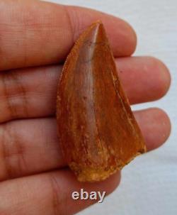 Awesome Carcharodontosaurus dinosaur fossil tooth African T-Rex kem kem