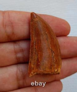 Awesome Carcharodontosaurus dinosaur fossil tooth African T-Rex kem kem