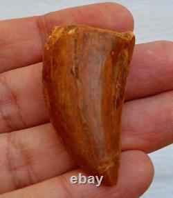 Awesome Carcharodontosaurus dinosaur fossil tooth African T-Rex kem kem