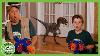 Baby Raptor In The House T Rex Ranch Dinosaur Videos