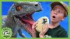 Blue Raptor Surprise Egg Dinosaur Toy 40 Minutes Of T Rex Ranch Adventures For Kids