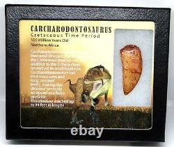 CARCHARODONTOSAURUS Dinosaur Tooth 1.977 Fossil African T-Rex MDB #16025 14o