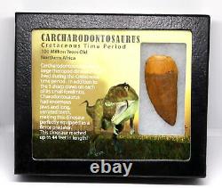 CARCHARODONTOSAURUS Dinosaur Tooth 2.349 Fossil African T-Rex withCOA LDB 18o