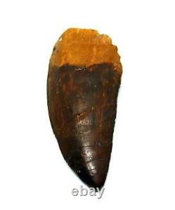 CARCHARODONTOSAURUS Dinosaur Tooth 2.349 Fossil African T-Rex withCOA LDB 18o