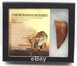 CARCHARODONTOSAURUS Dinosaur Tooth 2.544 Fossil African T-Rex MDB #15285 14o
