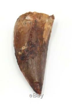 CARCHARODONTOSAURUS Dinosaur Tooth 2.544 Fossil African T-Rex MDB #15285 14o