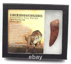 CARCHARODONTOSAURUS Dinosaur Tooth 2.634 Fossil African T-Rex MDB #15283 14o