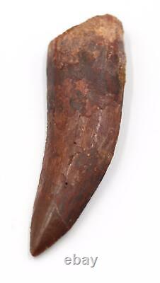 CARCHARODONTOSAURUS Dinosaur Tooth 2.634 Fossil African T-Rex MDB #15283 14o