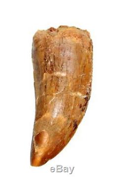 CARCHARODONTOSAURUS Dinosaur Tooth 2.709 Fossil African T-Rex MDB #15013 13o