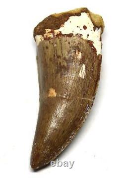 CARCHARODONTOSAURUS Dinosaur Tooth 2.709 Fossil African T-Rex withCOA LDB 18o
