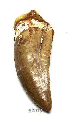 CARCHARODONTOSAURUS Dinosaur Tooth 2.709 Fossil African T-Rex withCOA LDB 18o