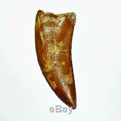 CARCHARODONTOSAURUS Dinosaur Tooth 2.865 Fossil African T-Rex LDB #14482 15o