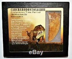 CARCHARODONTOSAURUS Dinosaur Tooth 2.878 Fossil African T-Rex LDB #14167 15o