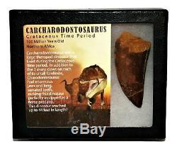 CARCHARODONTOSAURUS Dinosaur Tooth 2.924 Fossil African T-Rex MDB #14734 13o