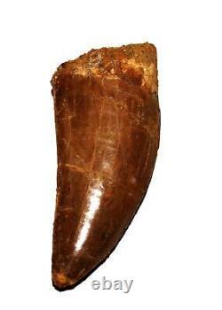CARCHARODONTOSAURUS Dinosaur Tooth 3.014 Fossil African T-Rex MDB #14730 13o