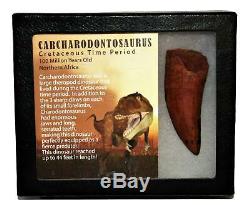 CARCHARODONTOSAURUS Dinosaur Tooth 3.053 Fossil African T-Rex MDB #14733 13o