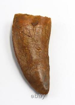 CARCHARODONTOSAURUS Dinosaur Tooth 3.112 Fossil African T-Rex MDB #15312 14o