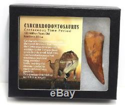 CARCHARODONTOSAURUS Dinosaur Tooth 3.126 Fossil African T-Rex MDB #15298 14o