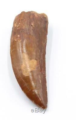 CARCHARODONTOSAURUS Dinosaur Tooth 3.220 Fossil African T-Rex MDB #15293 14o