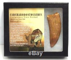 CARCHARODONTOSAURUS Dinosaur Tooth 3.352 Fossil African T-Rex MDB #15307 14o