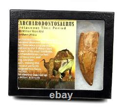 CARCHARODONTOSAURUS Dinosaur Tooth 3.379 Fossil African T-Rex MDB #17318 13o