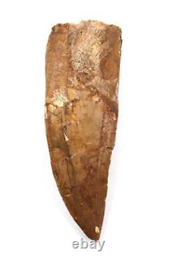 CARCHARODONTOSAURUS Dinosaur Tooth 3.379 Fossil African T-Rex MDB #17318 13o