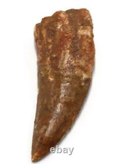 CARCHARODONTOSAURUS Dinosaur Tooth 3.381 Fossil African T-Rex MDB #15308 14o