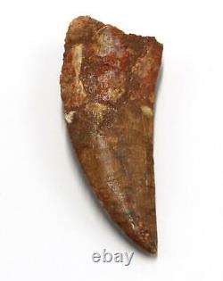 CARCHARODONTOSAURUS Dinosaur Tooth 3.381 Fossil African T-Rex MDB #15308 14o
