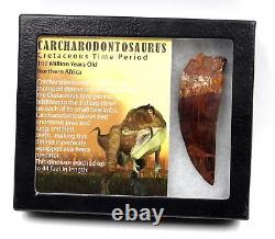 CARCHARODONTOSAURUS Dinosaur Tooth 3.381 Fossil African T-Rex MDB #17321 13o