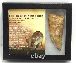 CARCHARODONTOSAURUS Dinosaur Tooth 3.396 Fossil African T-Rex MDB #15309 14o