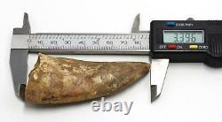 CARCHARODONTOSAURUS Dinosaur Tooth 3.396 Fossil African T-Rex MDB #15309 14o