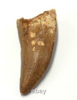 CARCHARODONTOSAURUS Dinosaur Tooth 3.462 Fossil African T-Rex MDB #15321 14o