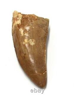 CARCHARODONTOSAURUS Dinosaur Tooth 3.462 Fossil African T-Rex MDB #15321 14o