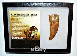 CARCHARODONTOSAURUS Dinosaur Tooth 3.501 Fossil African T-Rex XLDB #14165 20o