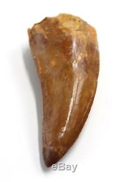 CARCHARODONTOSAURUS Dinosaur Tooth 3.541 Fossil African T-Rex MDB #15311 14o