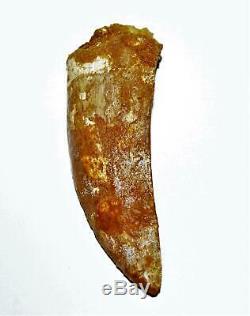 CARCHARODONTOSAURUS Dinosaur Tooth 3.557 Fossil African T-Rex LDB #14480 15o