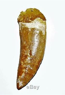 CARCHARODONTOSAURUS Dinosaur Tooth 3.557 Fossil African T-Rex LDB #14480 15o