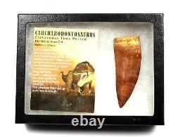 CARCHARODONTOSAURUS Dinosaur Tooth 4.038 Fossil African T-Rex XLDB #17325 22o