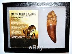 CARCHARODONTOSAURUS Dinosaur Tooth 4.087 Fossil African T-Rex XLDB #14163 22o