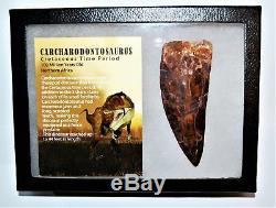 CARCHARODONTOSAURUS Dinosaur Tooth 4.313 Fossil African T-Rex XLDB #14159 22o