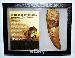 CARCHARODONTOSAURUS Dinosaur Tooth 5.012 Fossil African T-Rex XLDB #14158 23o
