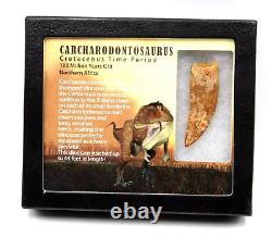 Carcharodontosaurus Dinosaur Tooth 2.272 Fossil African T-Rex 17304