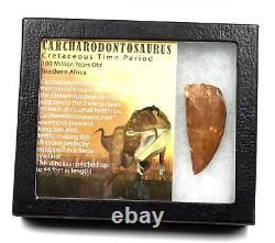 Carcharodontosaurus Dinosaur Tooth 2.408 Fossil African T-Rex 17311